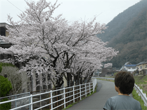 三原東高の桜